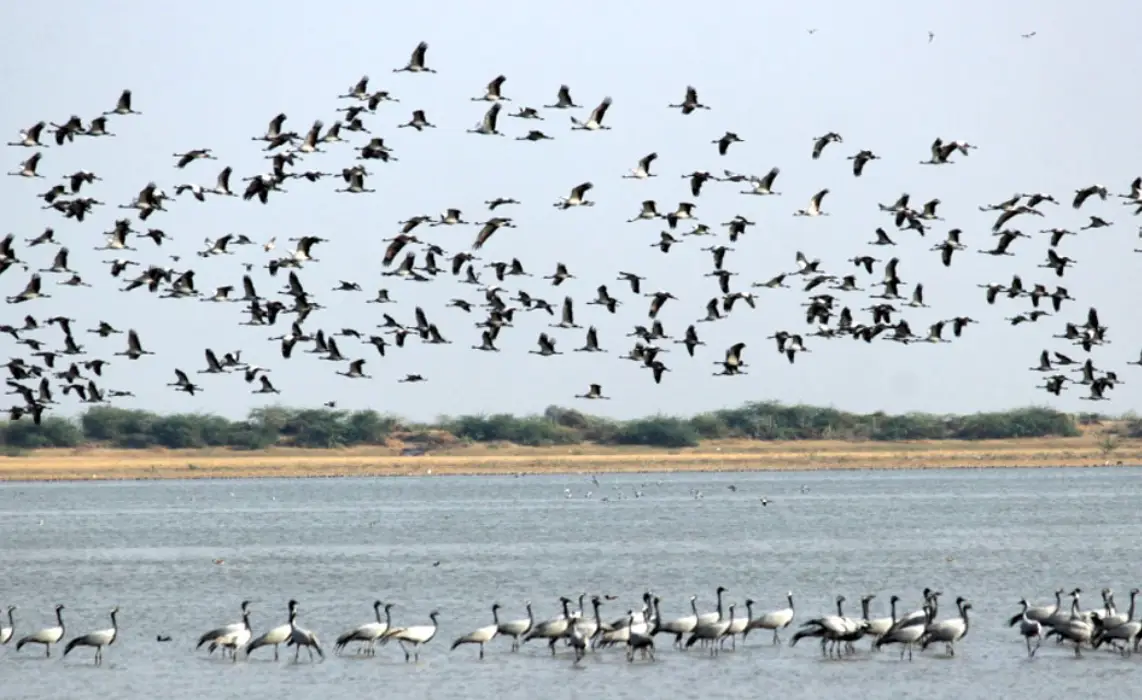 crane-in-little-rann-of-kutch