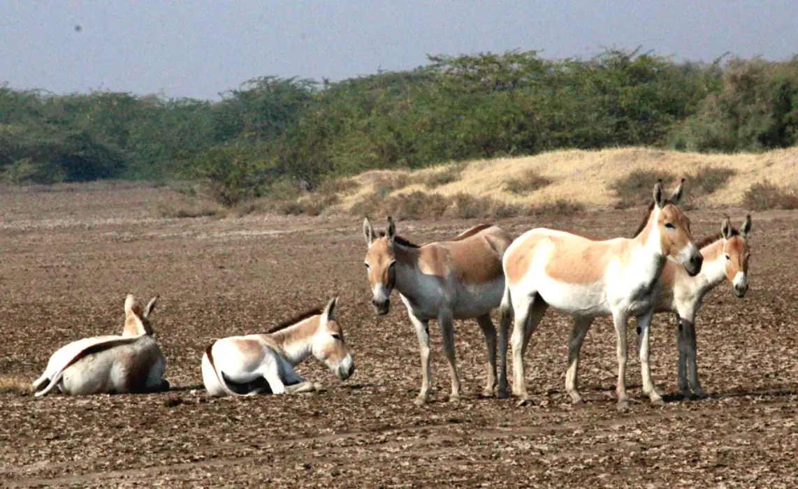 wild-ass-in-little-rann-of-kutch