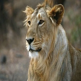 gir-lion