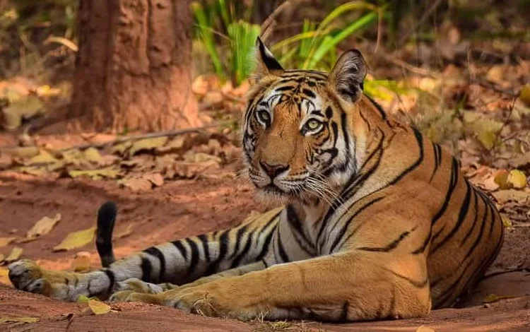 Bandhavgarh National Park Safari