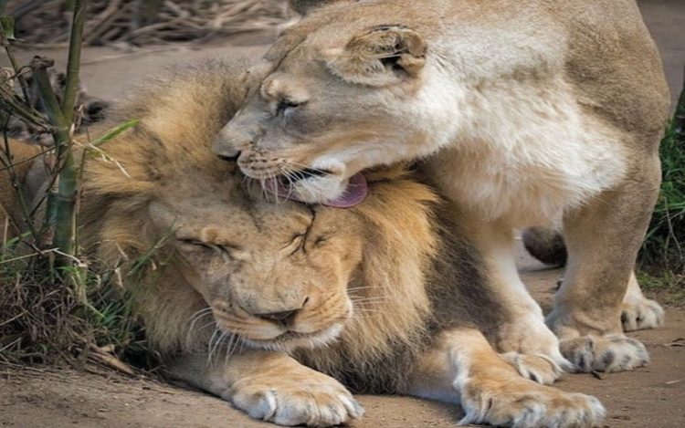 For Which Animal Is Gir National Park Famous