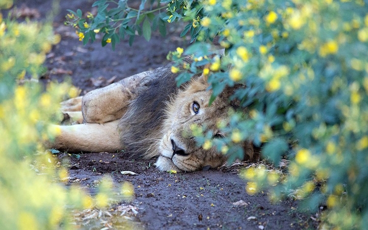  The Gir Forest National Park and Sanctuary