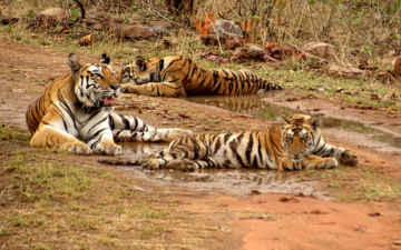 Panna-National-Park-Online-Safari-Booking-Information